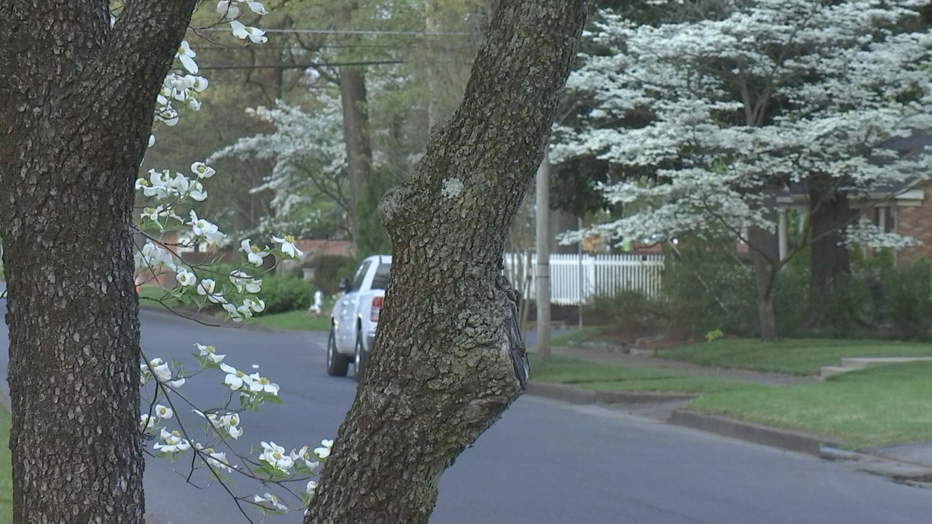dogwood3.jpg